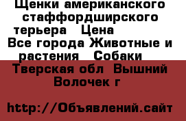 Щенки американского стаффордширского терьера › Цена ­ 20 000 - Все города Животные и растения » Собаки   . Тверская обл.,Вышний Волочек г.
